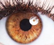 <a href="https://ellenbeckereyeclinic.com/introduction-to-the-eye/" >Introduction to the Eye</a>